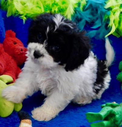 Cavachon Puppies Prices & Puppy Breeder in Iowa | Century ...