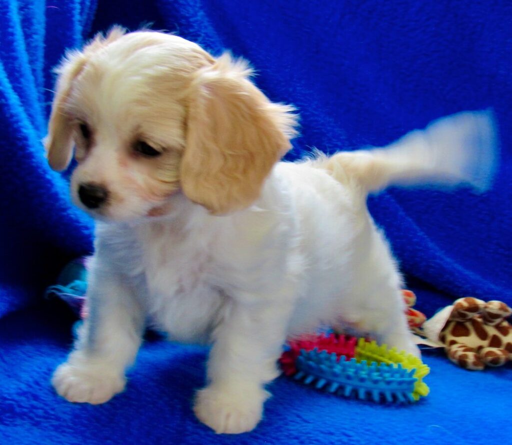 Toy cavachon hotsell puppies for sale