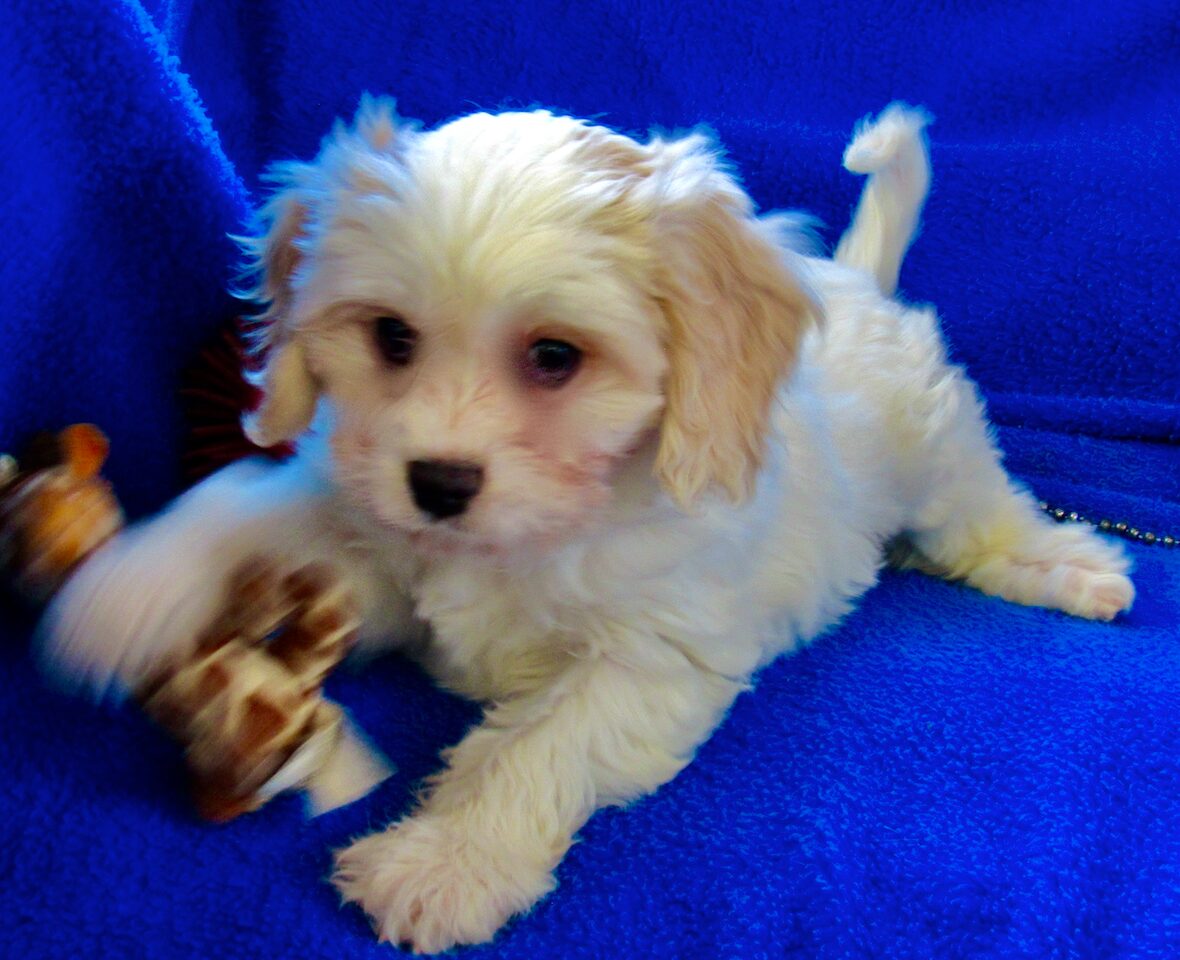 Cavaton puppies for 2024 sale near me