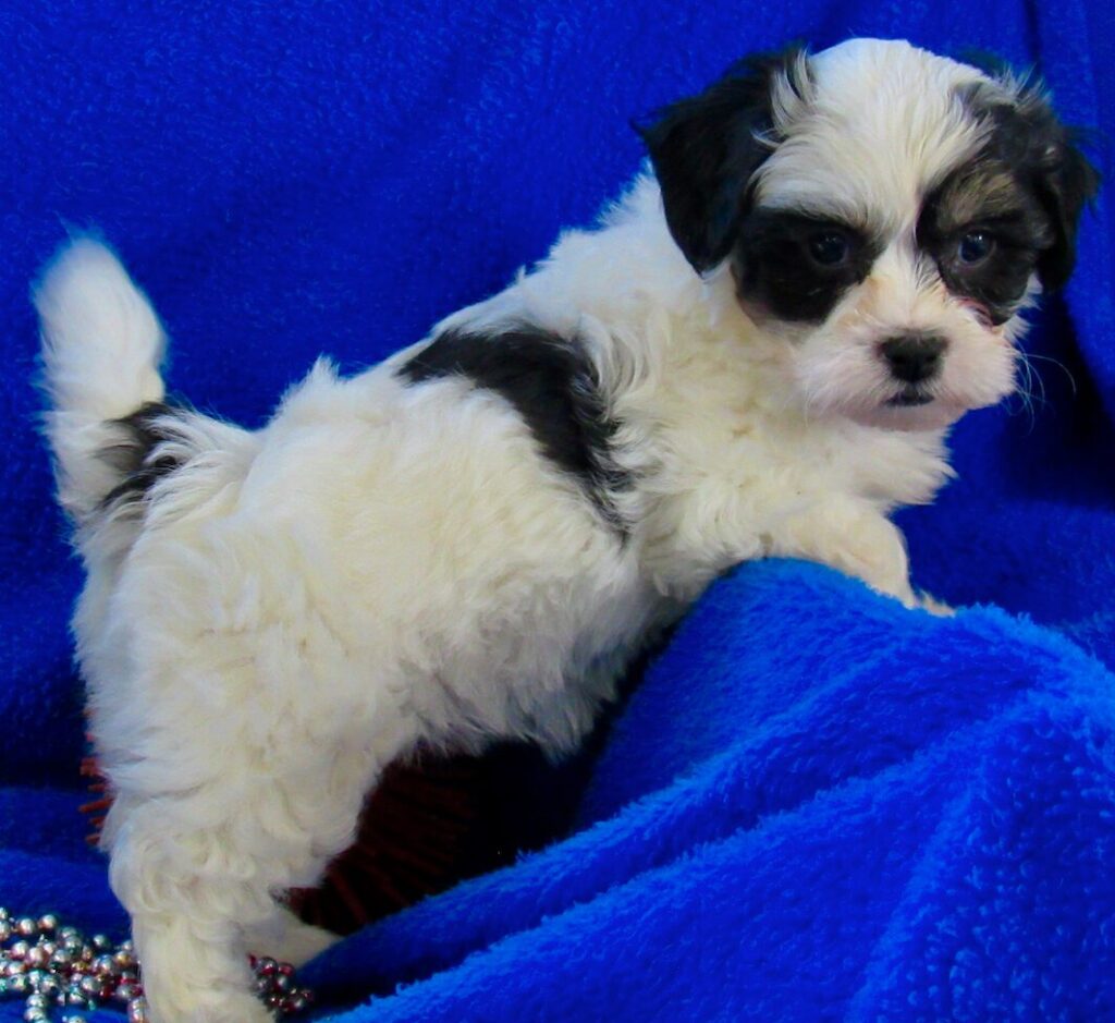 Iowa Shichon Teddy Bear Puppies for Sale | Century Farm Puppies