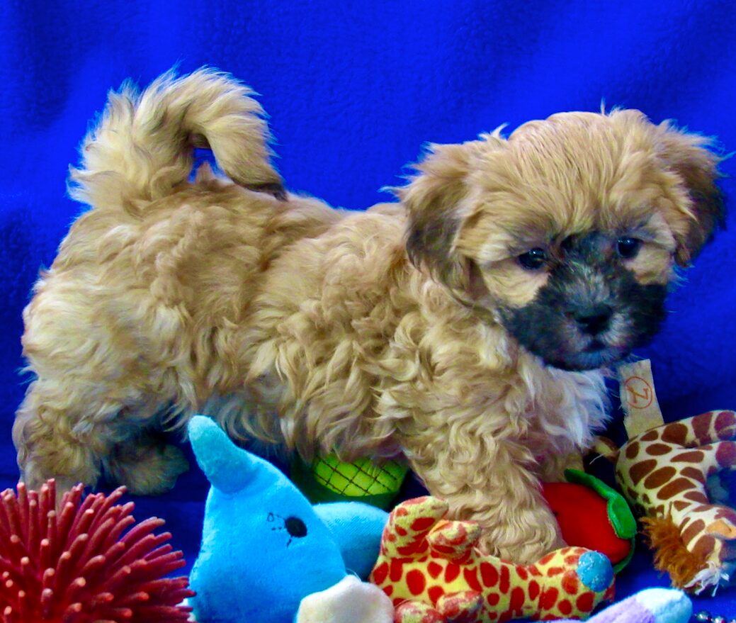 Cavachon Breeder & Information from Century Farm Puppies